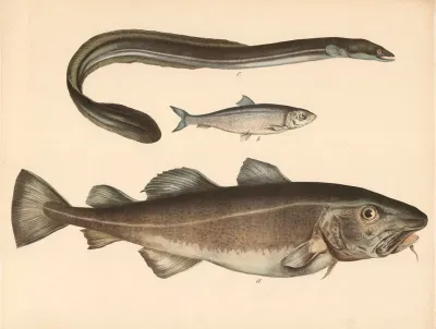 A Der Kabeljau Gadus Morrhua B Der Haring Clupea Harengus C Der Aal Anguilla Fluviatilis