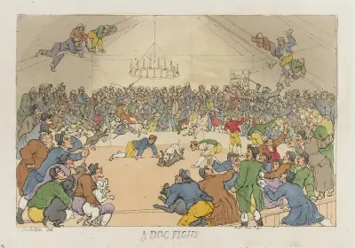 A Dog Fight