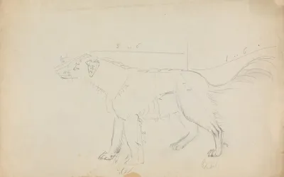 A Dog Marked With Measurements