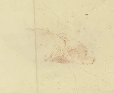 A Dogs Head 2