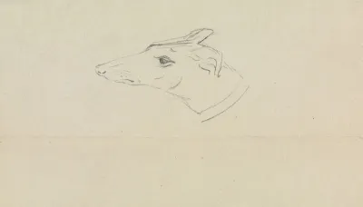 A Dogs Head