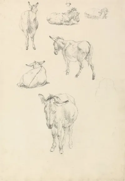 A Donkey Six Studies Lying Walking Standing Sitting