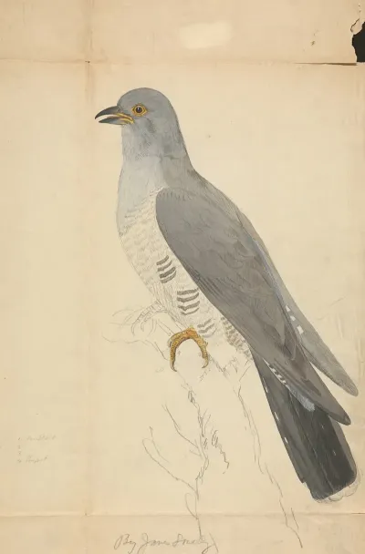 A Dove