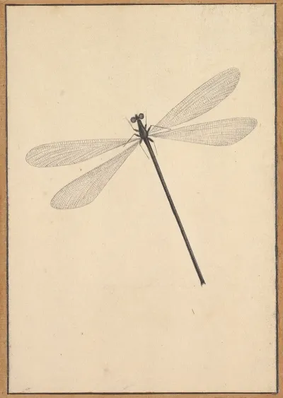 A Dragonfly