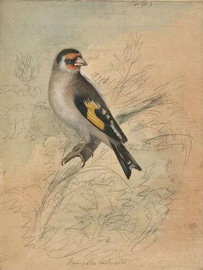 A European Goldfinch 2