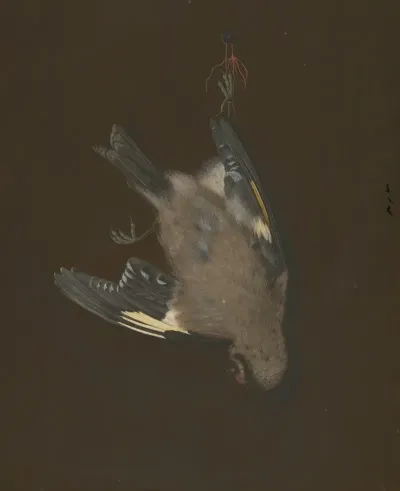 A European Goldfinch In A Snare
