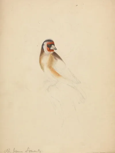A European Goldfinch
