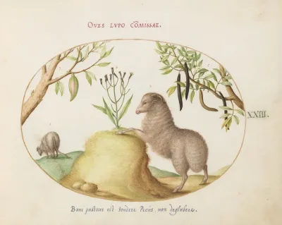 A Fat Tailed Sheep A Sheep With A Long Tail A Cassia Purgatrixand Other Plants