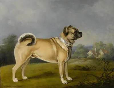 A Favorite Pug