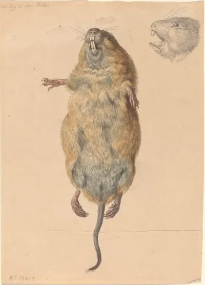 A Field Mouse From Below