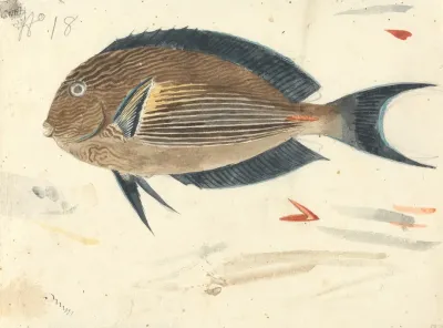 A Fish 2