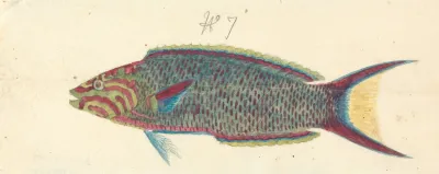 A Fish 4
