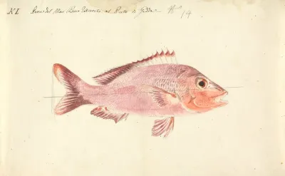 A Fish From The Red Sea 2