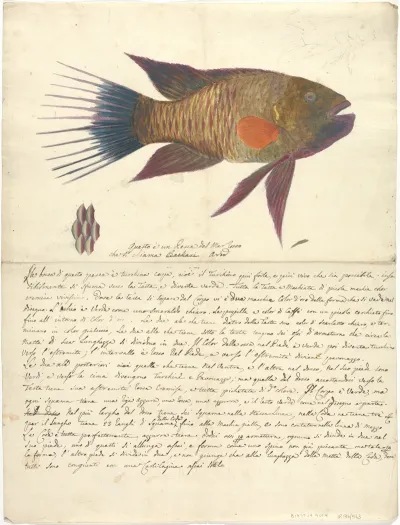 A Fish From The Red Sea