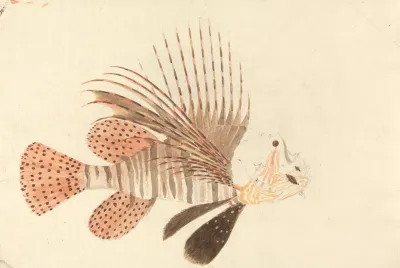 A Fish