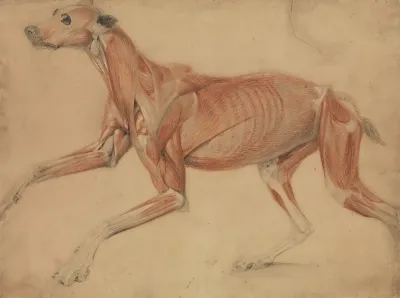 A Full Size Ecorche Study Of A Hound