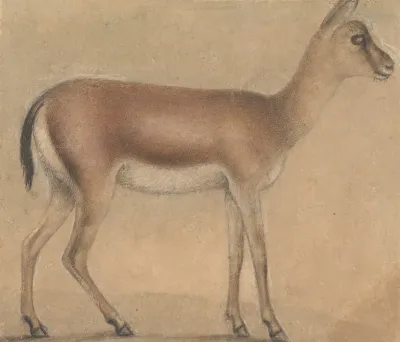 A Gazelle In Profile Moving Toward The Right