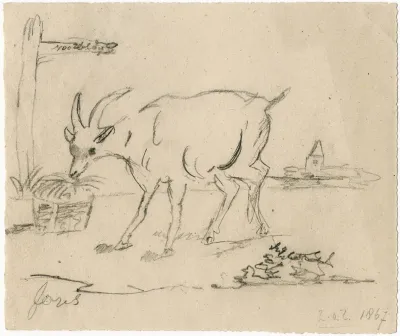 A Goat Eating Hay Out Of A Basket