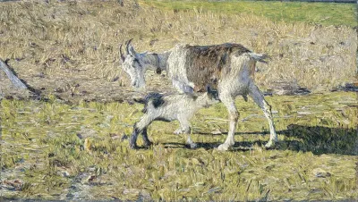 A Goat With Her Kid