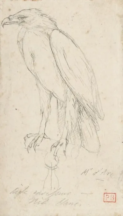 A Golden Eagle