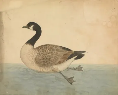 A Goose