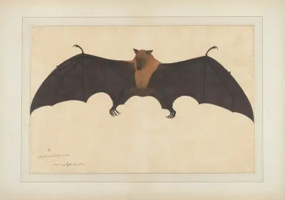 A Great Indian Fruit Bat Or Flying Fox Pteropus Giganteus