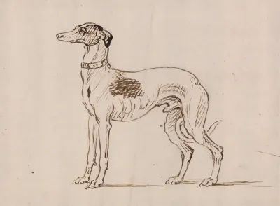 A Greyhound Facing Left