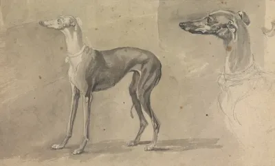 A Greyhound