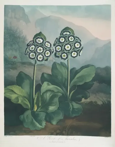A Group Of Auriculas 2
