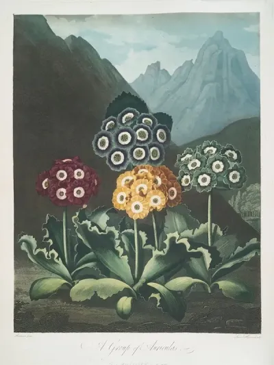 A Group Of Auriculas 3
