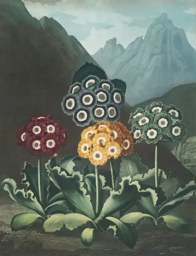 A Group Of Auriculas 4