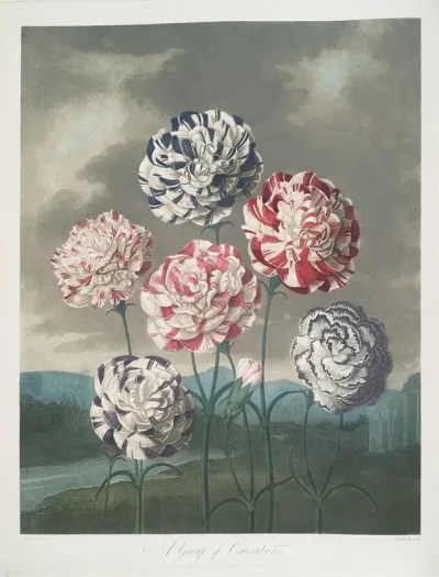 A Group Of Carnations