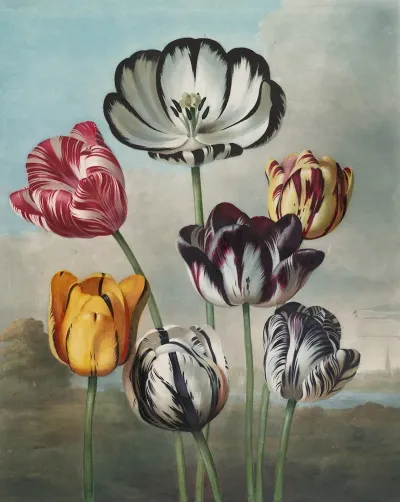 A Group Of Tulips 2