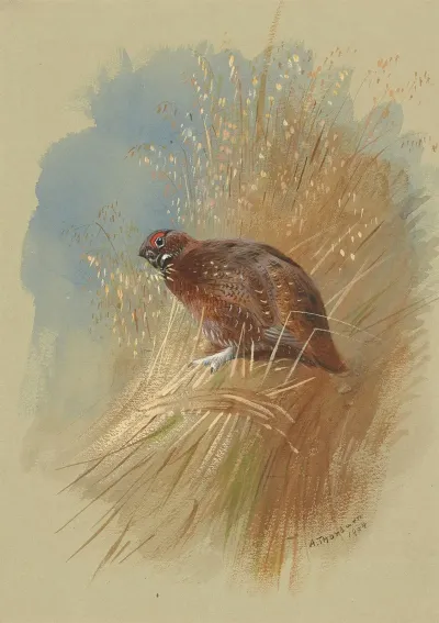 A Grouse Nestled In Grassland