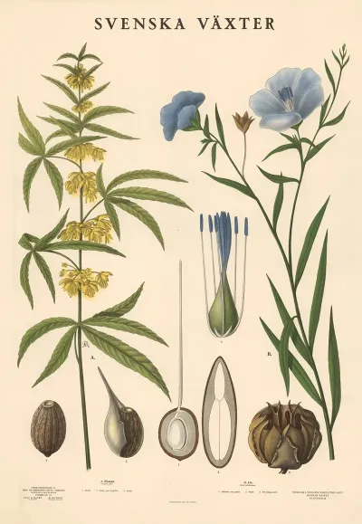 A Hamp Cannabis Sativa