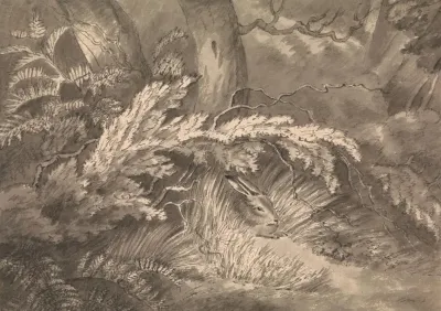 A Hare At The Edge Of The Wood