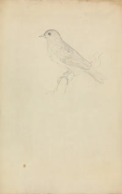 A Hedge Sparrow