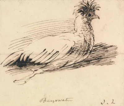 A Hen