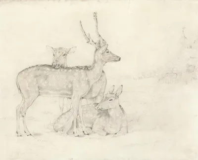 A Herd Of Deer Grazing In A Park