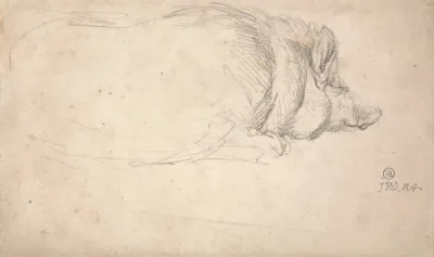 A Hog Sleeping