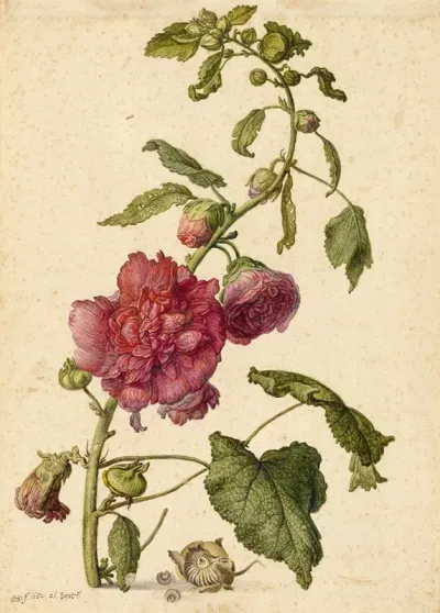 A Hollyhock