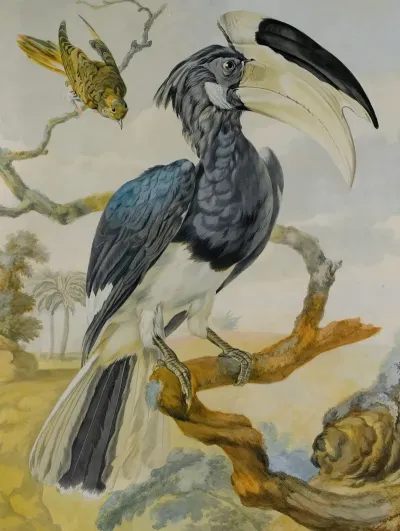 A Hornbill And Another Bird On A Branch