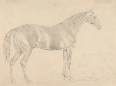 A Horse Facing Right