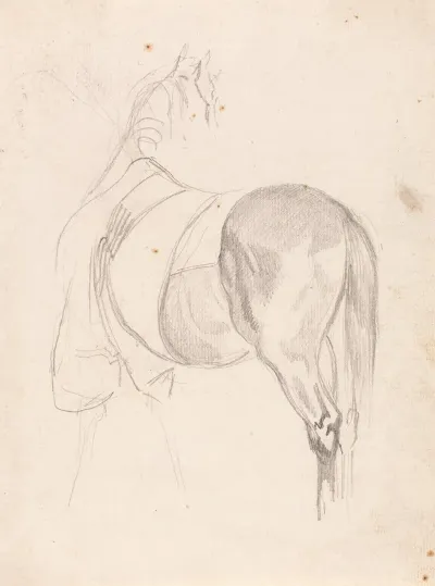 A Horse Standing Head Turned Wearing Quarter Sheet
