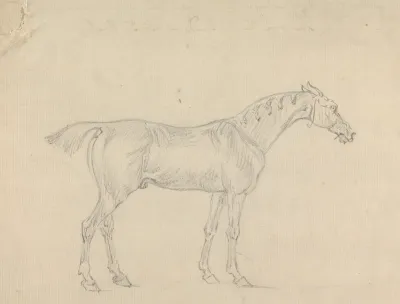 A Horse