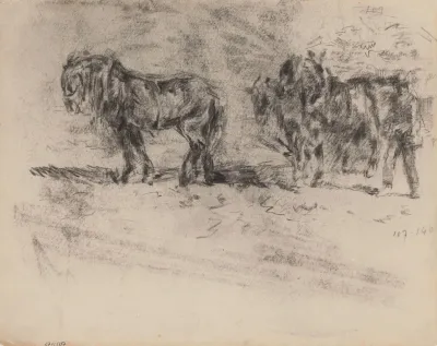 A Horses Span In Zealand