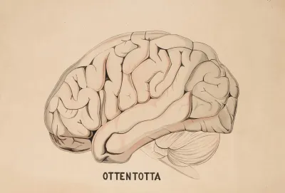 A Hottentot Brain