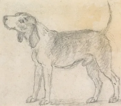 A Hound Facing Left
