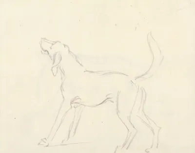 A Hound With Head Up