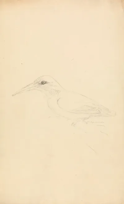 A Kingfisher